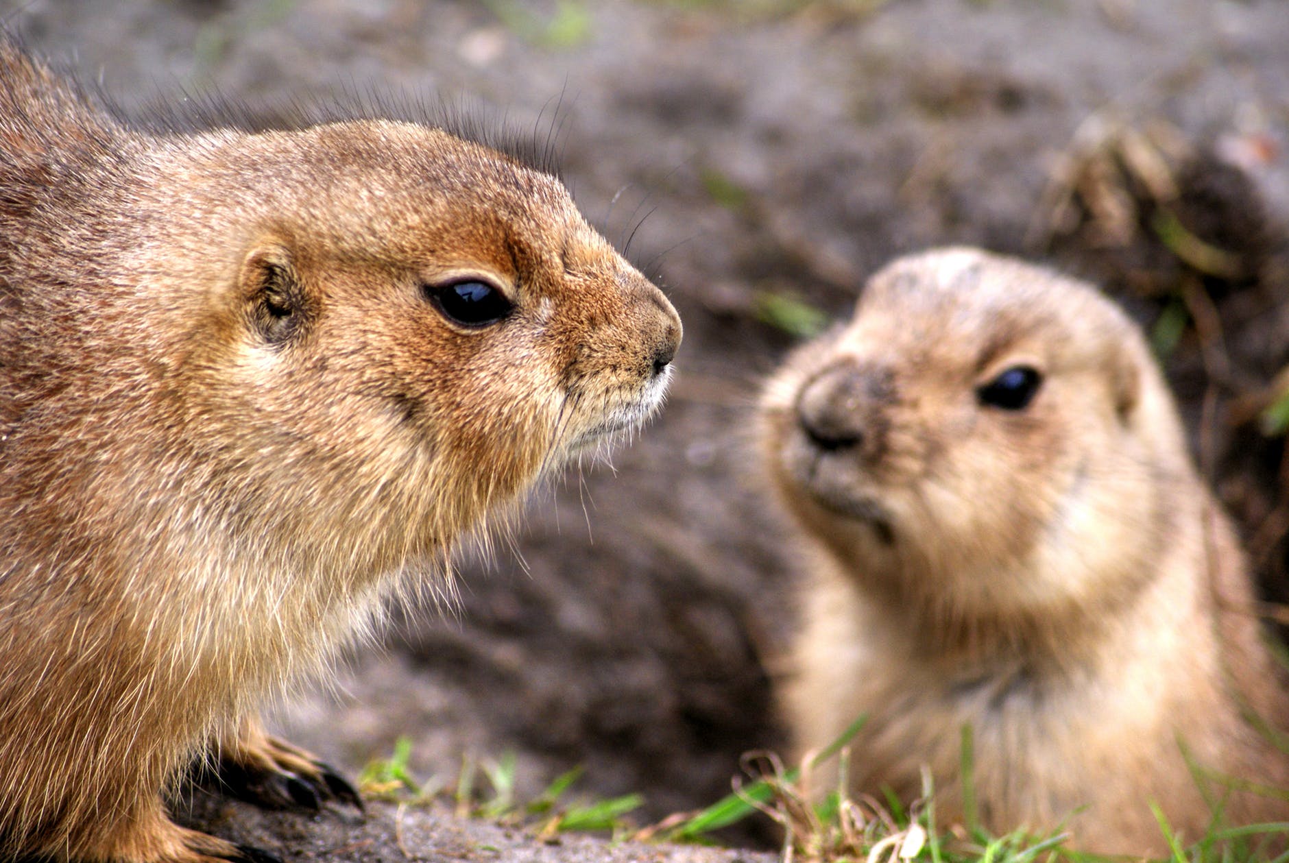 what do prairie dogs look like