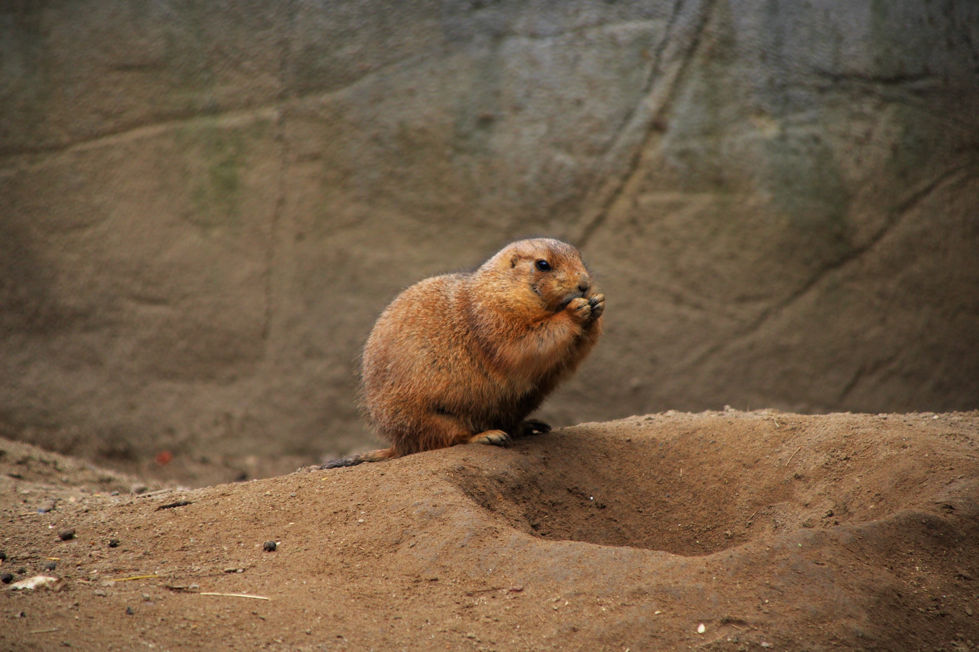 Letters to the Editor: Election events + Prairie dog problems