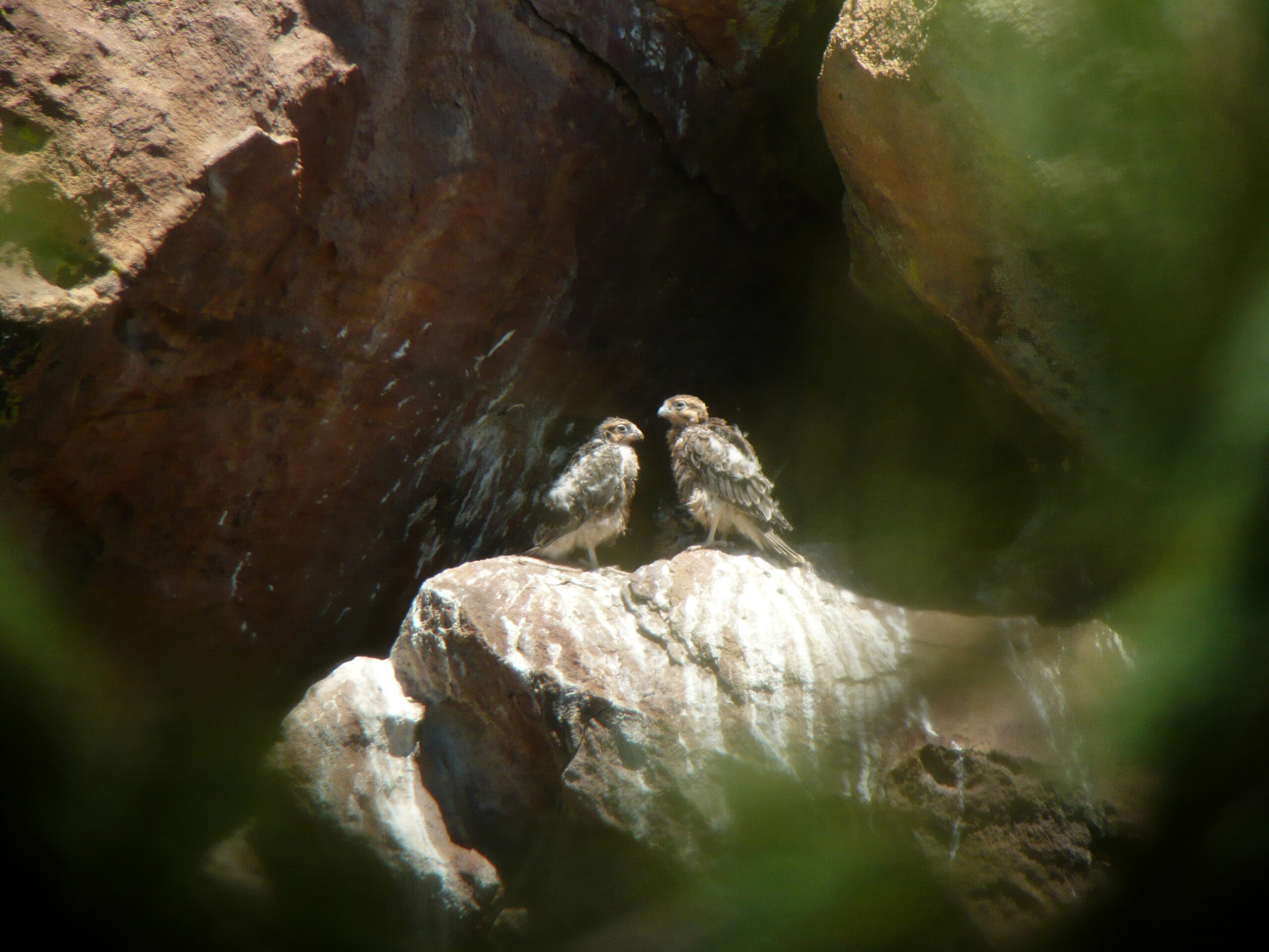 Record number of falcons fledged in Boulder’s Flatirons last year